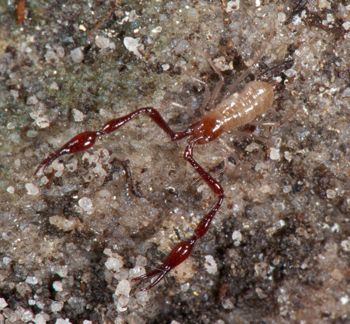 Media type: image;   Invertebrate Zoology 21577